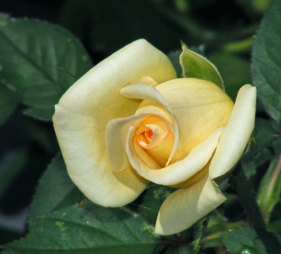 Butter Cream photo bc2013_06200049_zps319c9106.jpg